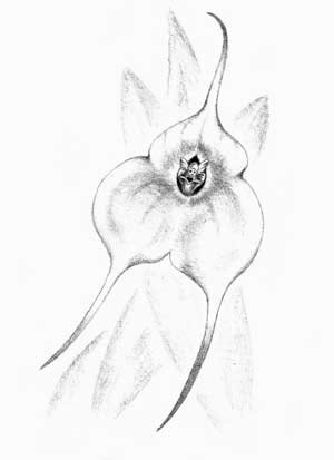 Orquidea Psiquica de la Sorpresa, La suerte